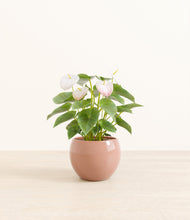 Load image into Gallery viewer, Calm Rose*****Profile
