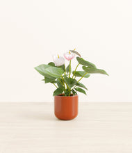 Load image into Gallery viewer, Glossy Red*****Profile
