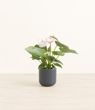 Load image into Gallery viewer, Iron Gray*****Profile
