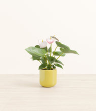 Load image into Gallery viewer, Key Lime Yellow*****Profile
