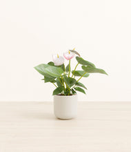 Load image into Gallery viewer, Cotton White*****Profile
