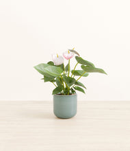 Load image into Gallery viewer, Reactive Aqua*****Profile
