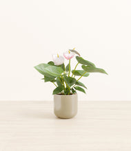 Load image into Gallery viewer, Sage Green*****Profile
