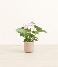 Load image into Gallery viewer, Sandy Pink*****Profile
