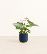 Load image into Gallery viewer, Twilight Blue*****Profile
