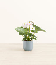 Load image into Gallery viewer, Misty Blue*****Profile
