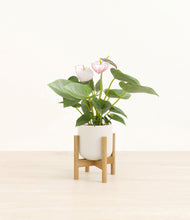 Load image into Gallery viewer, Cotton White stand:bamboo
