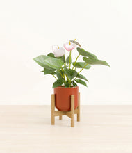 Load image into Gallery viewer, Glossy Red stand:bamboo
