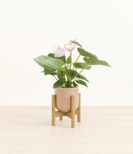 Load image into Gallery viewer, Sandy Pink stand:bamboo
