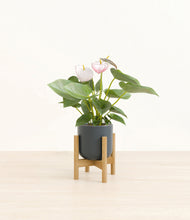 Load image into Gallery viewer, Iron Gray stand:bamboo
