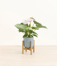 Load image into Gallery viewer, Misty Blue stand:bamboo
