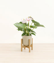 Load image into Gallery viewer, Sage Green stand:bamboo
