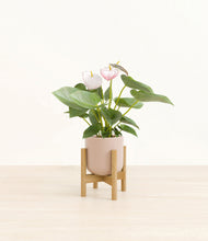 Load image into Gallery viewer, Sandy Pink stand:bamboo

