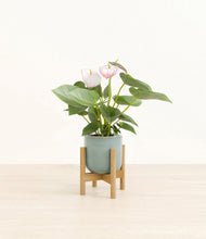 Load image into Gallery viewer, Reactive Aqua stand:bamboo
