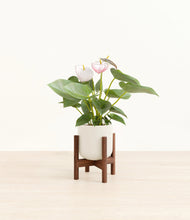Load image into Gallery viewer, Cotton White stand:walnut
