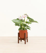 Load image into Gallery viewer, Glossy Red stand:walnut
