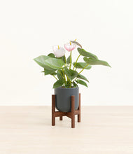 Load image into Gallery viewer, Iron Gray stand:walnut
