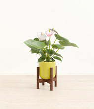 Load image into Gallery viewer, Key Lime Yellow stand:walnut
