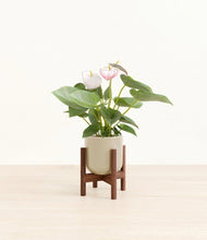 Load image into Gallery viewer, Sage Green stand:walnut
