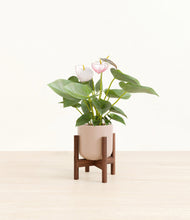 Load image into Gallery viewer, Sandy Pink stand:walnut
