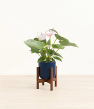 Load image into Gallery viewer, Twilight Blue stand:walnut
