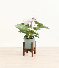 Load image into Gallery viewer, Reactive Aqua stand:walnut
