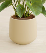 Load image into Gallery viewer, Almond Green stand:all
