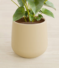 Load image into Gallery viewer, Almond Green stand:all
