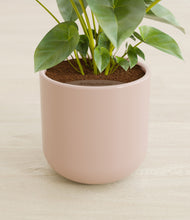 Load image into Gallery viewer, Sandy Pink stand:all
