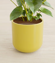 Load image into Gallery viewer, Key Lime Yellow stand:all
