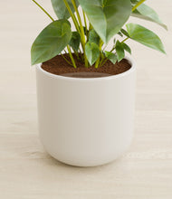 Load image into Gallery viewer, Cotton White stand:all
