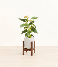 Load image into Gallery viewer, Hammered Ivory stand:walnut
