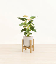 Load image into Gallery viewer, Snowdrift White stand:bamboo
