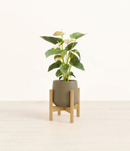 Load image into Gallery viewer, Olive stand:bamboo
