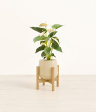 Load image into Gallery viewer, Almond Green stand:bamboo
