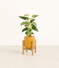 Load image into Gallery viewer, Mustard stand:bamboo
