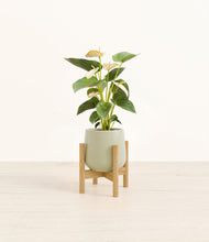 Load image into Gallery viewer, Turquoise stand:bamboo
