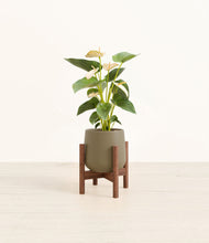 Load image into Gallery viewer, Olive stand:walnut
