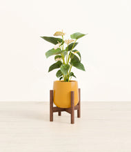 Load image into Gallery viewer, Mustard stand:walnut
