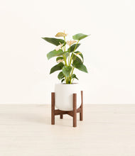Load image into Gallery viewer, White stand:walnut
