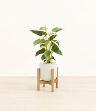Load image into Gallery viewer, Cotton White stand:bamboo
