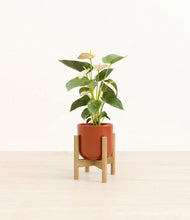 Load image into Gallery viewer, Glossy Red stand:bamboo
