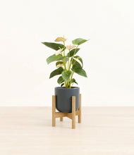 Load image into Gallery viewer, Iron Gray stand:bamboo

