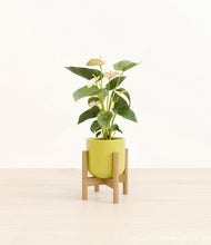 Load image into Gallery viewer, Key Lime Yellow stand:bamboo
