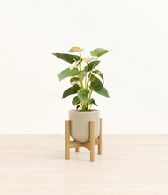 Load image into Gallery viewer, Sage Green stand:bamboo
