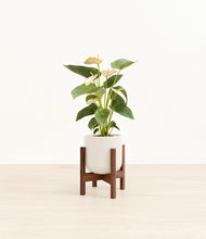 Load image into Gallery viewer, Cotton White stand:walnut
