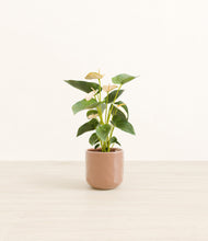 Load image into Gallery viewer, Hammered Peach Pink*****Profile
