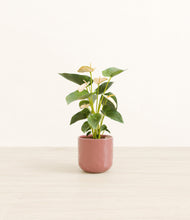 Load image into Gallery viewer, Hammered Rose Pink*****Profile
