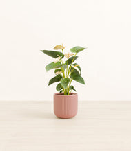 Load image into Gallery viewer, Striped Rose Pink*****Profile
