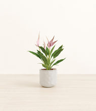 Load image into Gallery viewer, Hammered Ivory*****Profile
